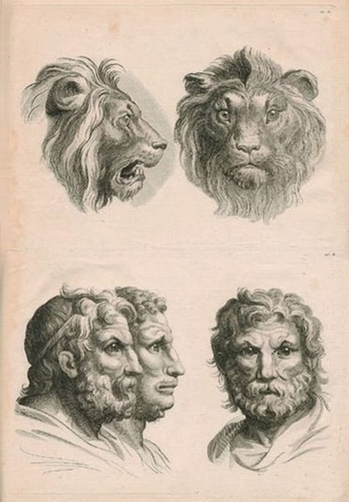 физиогномика лев